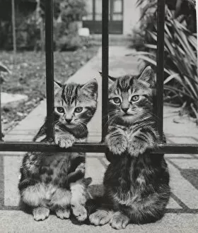 Images Dated 26th January 2017: Two tabby kittens behind railings