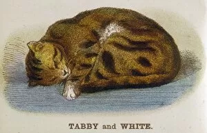 Cats Collection: Tabby and White Cat