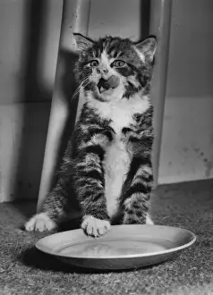 Lick Prints: Tabby and white kitten with empty saucer
