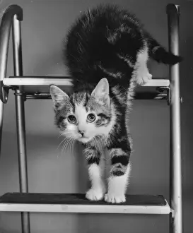 Tabby and white kitten on a stepladder