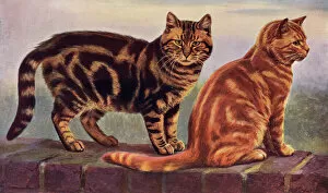 Images Dated 6th June 2011: Two Tabbys on a Wall