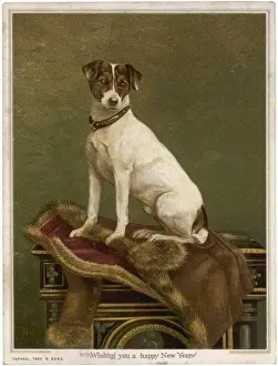 Tabled Terrier