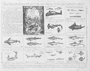 Toothed Cetacean Prints: Tabula