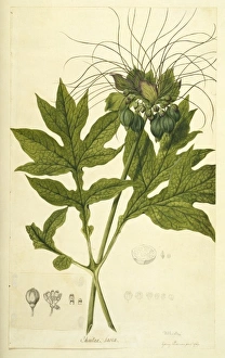 Arrowroot Collection: Tacca leontopetaloides, Indian arrowroot