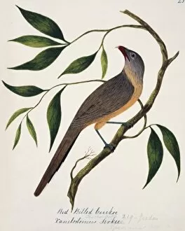 Margaret Bushby La Cockburn Collection: Taccocua leschenaultii, sirkeer malkoha