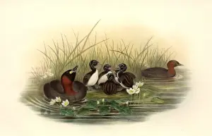 Podicipedidae Prints: Tachybaptus ruficollis, little grebe