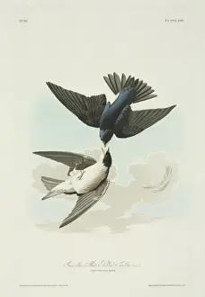 Audubon Prints: Tachycineta bicolor, tree swallow