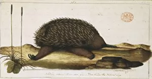 Anteater Gallery: Tachyglossus aculeatus, short-nosed echidna