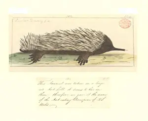 Tachyglossus aculeatus, short-nosed echidna