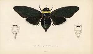 Southeast Gallery: Tacua speciosa cicada
