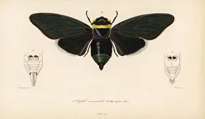 Southeast Gallery: Tacua speciosa cicada