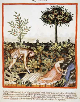 Agriculturist Gallery: Tacuinum Sanitatis. 14th century. Medieval handbook of healt