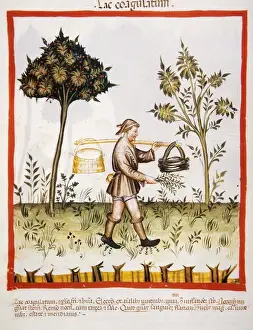 Tacuinum Sanitatis. 14th century. Farmer carrying a bucket o