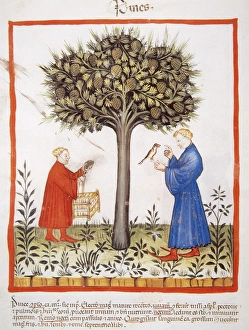 Agriculturist Gallery: Tacuinum Sanitatis. Late 14th century. Farmers harvesting pi