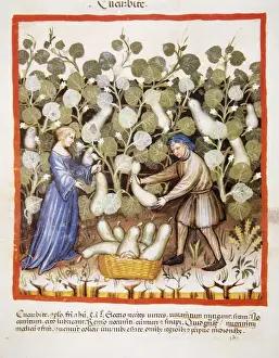 Tacuinum Sanitatis. Late 14th century. Farmers harvesting pu