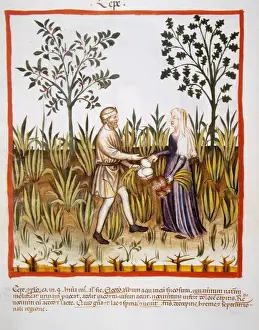 Tacuinum Sanitatis. Late 14th century. Farmers harvesting