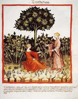 Tacuinum Sanitatis. Late 14th century. Couple with a plantat