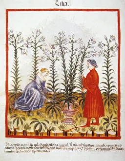 Tacuinum Sanitatis. Late 14th century. Marriage picking fleu