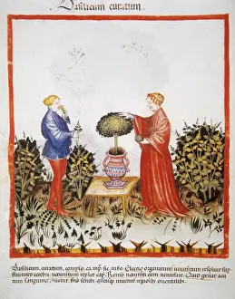 Tacuinum Sanitatis. Late 14th century. Marriage picking a va