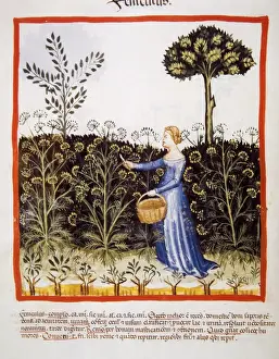 Tacuinum Sanitatis. Late 14th century. Peasant picking fenne