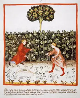 Tacuinum Sanitatis. Late 14th century. Farmers gathering bea
