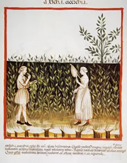 Tacuinum Sanitatis. Late 14th century. Farmers in a plantati