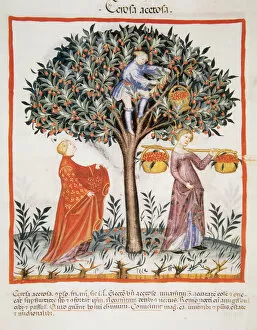 Tacuinum Sanitatis. Late XIV century. Picking sour cherries