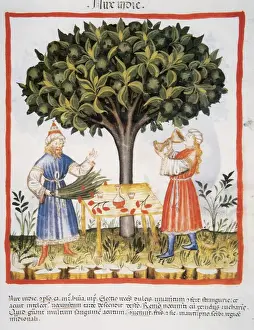 Tacuinum Sanitatis. Late XIV century. Developing liquor with