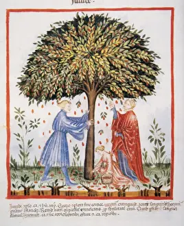 Tacuinum Sanitatis. Late XIV century. Picking the jujube fr