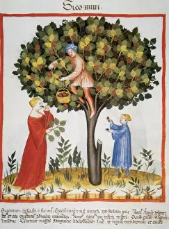 Tacuinum Sanitatis. Late XIV century. Picking mulberries