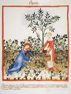 Tacuinum Sanitatis. Late XIV century. Women picking celery