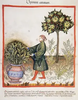 Tacuinum Sanitatis. Late XIV century. Man picking basil