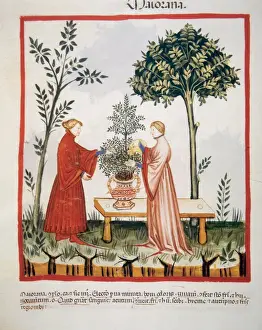Tacuinum Sanitatis. Late XIV century. Watering a marjoram pl