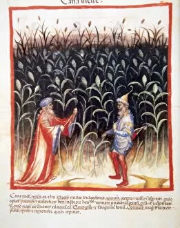 Agriculturist Gallery: Tacuinum Sanitatis. Men in a sugar cane plantation