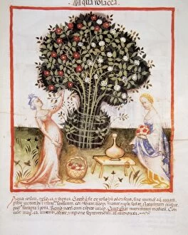 Collect Gallery: Tacuinum Sanitatis. Women taking roses to make rose water wi