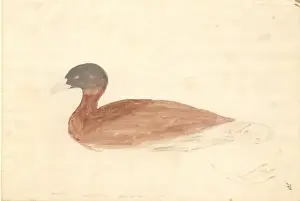 Anseriformes Prints: Tadorna cana, South African shelduck