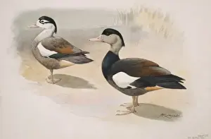Jonathan Prints: Tadorna cristata, crested shelduck