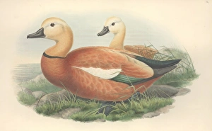 Anatidae Gallery: Tadorna ferruginea, ruddy shelduck