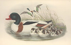 Anatidae Gallery: Tadorna tadorna, common shelduck