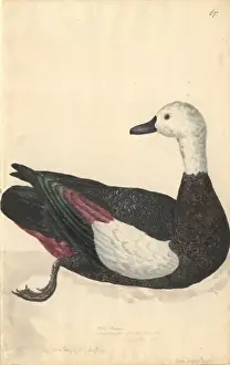 Anseriformes Prints: Tadorna variegata, Paradise shelduck