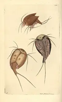Thenaturalistsmiscellany Prints: Tadpole shrimp, Lepidurus apus, living fossil