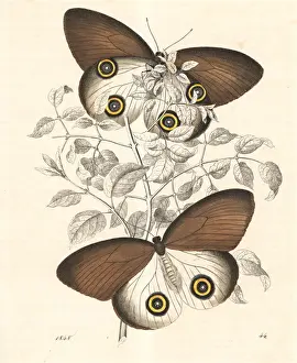 Hoffmann Prints: Taenaris urania butterfly
