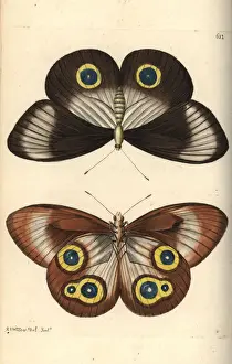 Taenaris urania butterfly