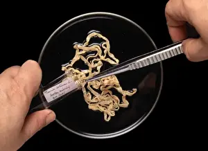 Parasite Prints: Taenia solium, pork tapeworm