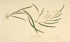 Epidendrum Gallery: Taeniophyllum fasciola, leafless orchid