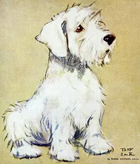 Taff, a puppy, by Muriel Dawson