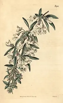 Lucerne Prints: Tagasaste or tree lucerne, Cytisus proliferus