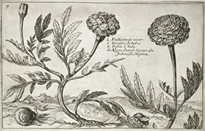 Tagetes Prints: Tagetes erecta L. marigold