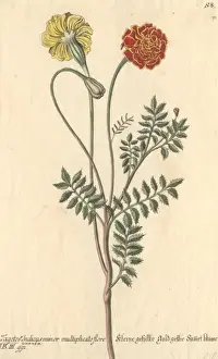 Tagetes Prints: Tagetes erecta, marigold