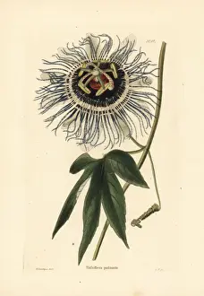 Cooke Prints: Tagua tagua passionflower, Passiflora serratodigitata